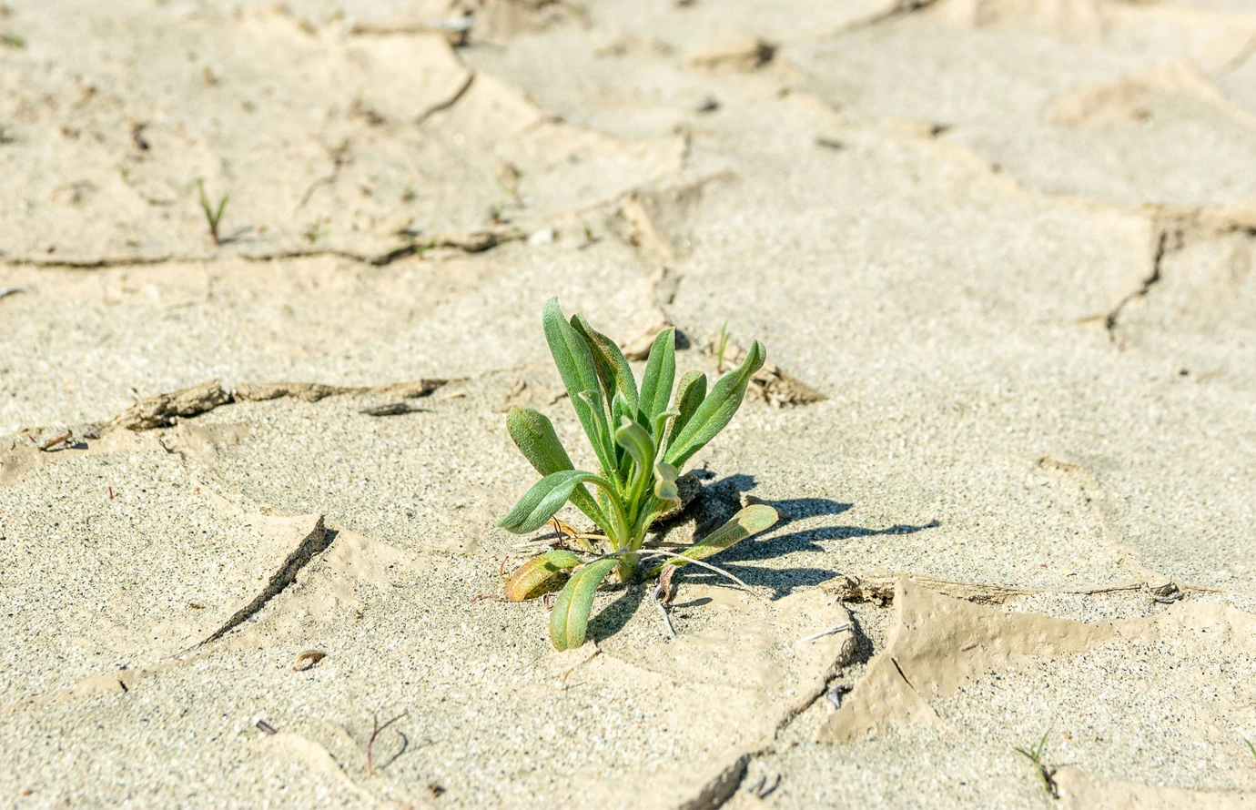 Desertification Europe
