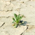 Desertification Europe